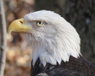 IMG 7606  Bald Eagle, Virginia Living Museum, Newport News, VA