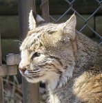 IMG 7661  Bobcat, Virginia Living Museum, Newport News, VA