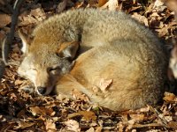 IMG 7676  Coyote, Virginia Living Museum, Newport News, VA