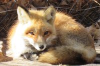 IMG 7680  Red Fox, Virginia Living Museum, Newport News, VA