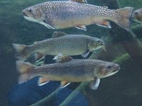 IMG 7694  Brown Trout, Virginia Living Museum, Newport News, VA