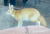 IMG 0365  Fennec Fox, Virginia Zoological Park, Norfolk, VA