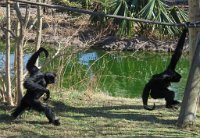 IMG 7236  Siamang, Virginia Zoological Park, Norfolk, VA