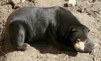 IMG 7243  Sun Bear, Virginia Zoological Park, Norfolk, VA