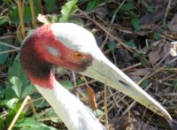 IMG 7279  Sarus Crane, Virginia Zoological Park, Norfolk, VA