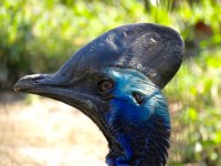 IMG 7288  Southern Cassowary, Virginia Zoological Park, Norfolk, VA