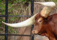 IMG 7363  Watusi, Virginia Zoological Park, Norfolk, VA