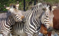 IMG 7387  Grant's Zebra, Virginia Zoological Park, Norfolk, VA