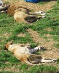 IMG 7447  Lions, Virginia Zoological Park, Norfolk, VA