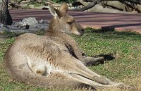 IMG 7476  Eastern Grey Kangaroo, Virginia Zoological Park, Norfolk, VA