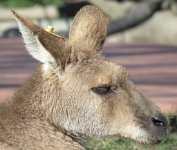 IMG 7478  Eastern Grey Kangaroo, Virginia Zoological Park, Norfolk, VA