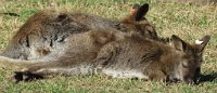 IMG 7481  Bennet's Wallaby, Virginia Zoological Park, Norfolk, VA