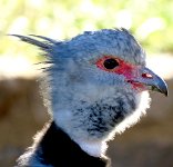 IMG 7506  Crested Screamer, Virginia Zoological Park, Norfolk, VA