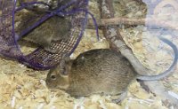 IMG 7518  Degu, Virginia Zoological Park, Norfolk, VA