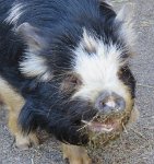 IMG 7530  Red River Hog, Virginia Zoological Park, Norfolk, VA