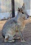 IMG 7540  Patagonian cavy, Virginia Zoological Park, Norfolk, VA