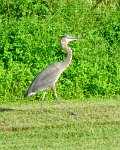 IMG_4080 Great Blue Heron, Centennial Park, Ellicott City, MD