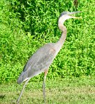 IMG_4082 Great Blue Heron, Centennial Park, Ellicott City, MD