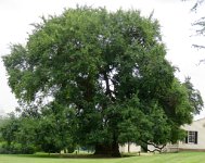 IMG_3771 Historic Osage Orange Tree, Red Hill Patrick Henry National Memorial