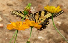 IMG_3797 Yellow swallowtail, Red Hill Patrick Henry National Memorial