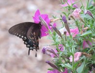 IMG_3803 Swallowtail Butterfly, Red Hill Patrick Henry National Memorial