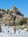 IMG_5281 Snow Covered Joshua Tree, Hidden Valley Trail, Joshua Tree National Park