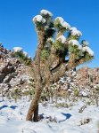 IMG_5293 snow covered Joshua Tree, Hidden Valley Trail, Joshua Tree National Park