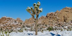 IMG_5294 Snow coverd Joshua Tree, Hidden Valley Trail, Joshua Tree National Park