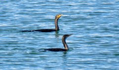 IMG_7873 Cormorants, Bill Williams River NWR