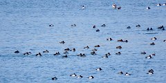 IMG_7874 Waterfowl, Bill Williams River NWR