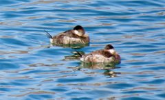 IMG_7876 Ruddy Ducks, Bill Williams River National Wildlife Refuge