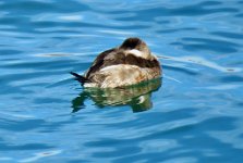 IMG_7914 Ruddy Duck, Bill Williams River National Wildlife Refuge