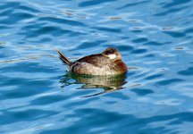 IMG_7916 Ruddy Duck, Bill Williams River National Wildlife Refuge