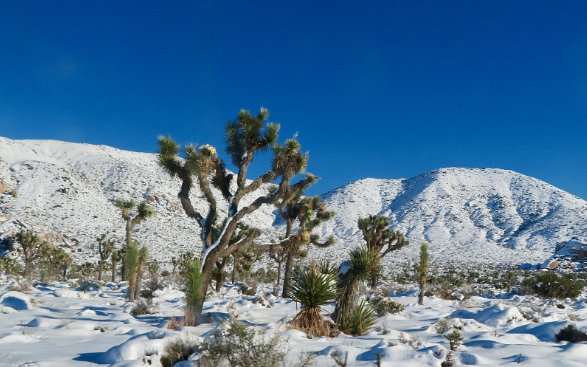 Day 06 December 28, 2019 - Joshua Tree National Park, Hidden Valley and Echo T Canyon Trail