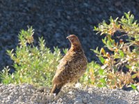 IMG 1856  Ptarmigan, Denali National Park