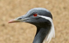 IMG_9482 Demoiselle Crane, San Antonio Zoo